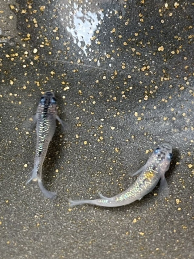 陽めだか 2 夜桜めだか 1ペア 現物 アクアショップ陽めだか