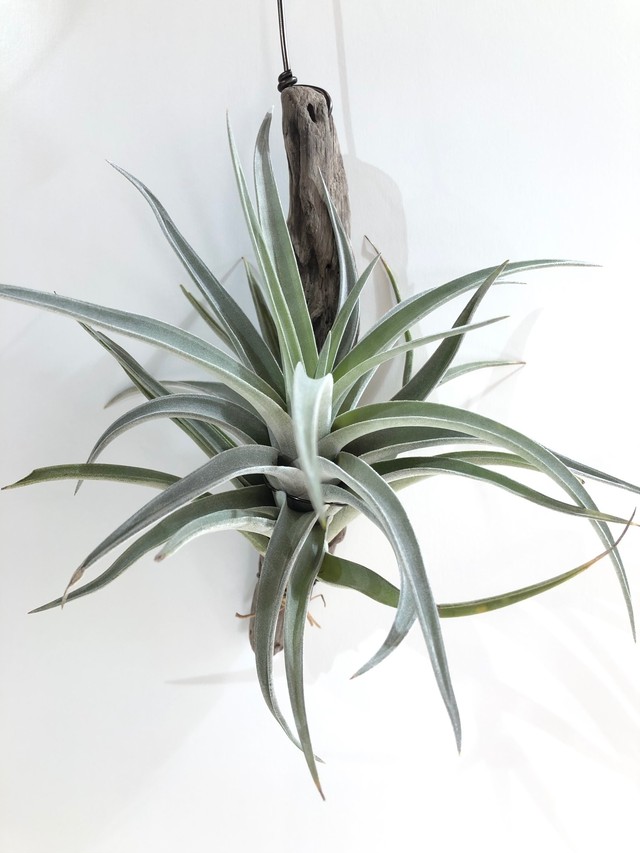 ティランジア ハリシーl Tillandsia Harrisii クルール Couleur