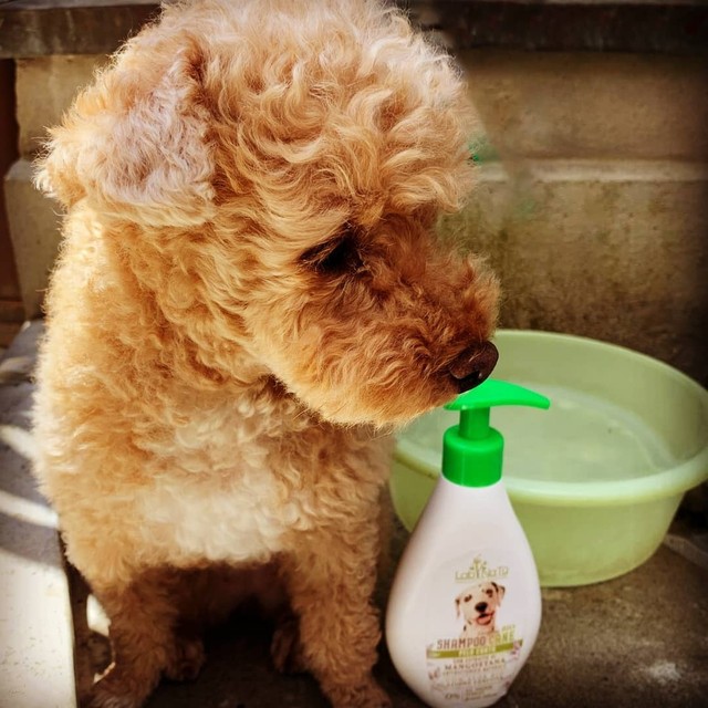 オーガニック Bio Zeca ドッグシャンプー ショートヘアー 250ml 犬用シャンプー Syanteonlineshop オーガニック 無添加洗剤 入浴剤 ドッグシャンプー 犬用 フットバス足湯 バスソルト