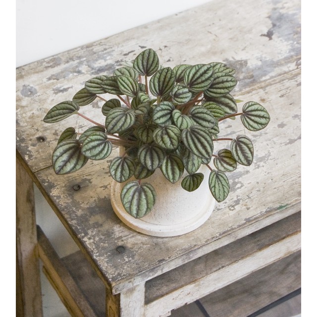 ペペロミア ペッパーミル Neo Green