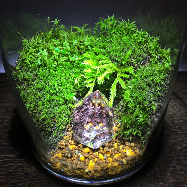 Powerstone Series パワーストーンシリーズ 苔 テラリウム 観葉植物 プレゼント 優雨苔 Yu Koke 苔テラリウム こけ 素材の販売