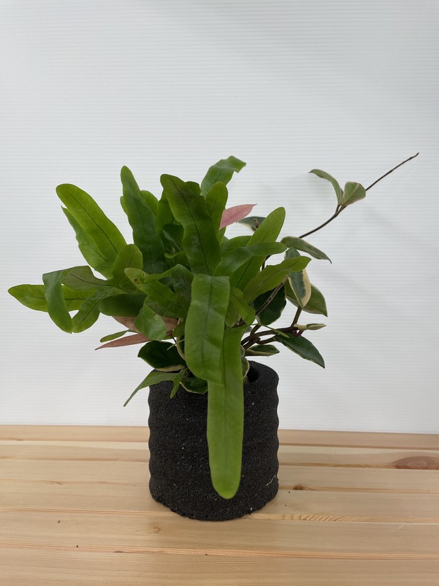 プランツボール By アクアプラントポット まどか M ブラック ガーデンショップはなの樹