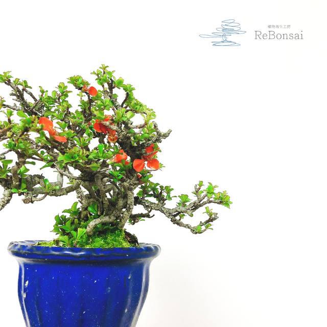 インテリア盆栽 長寿梅 植物再生工房rebonsai