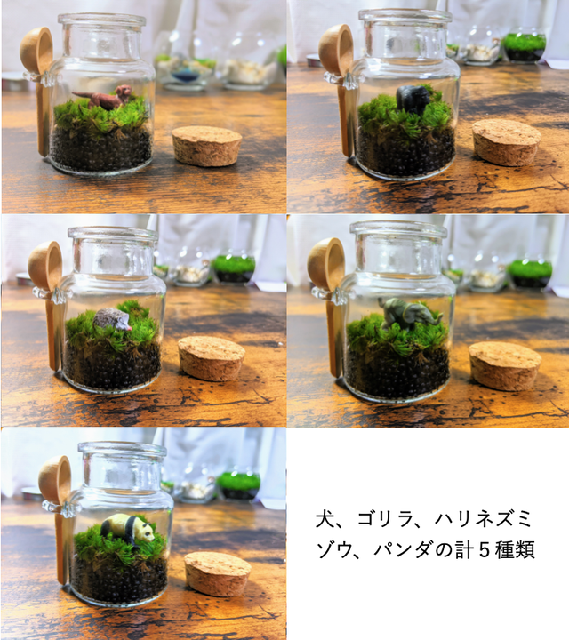 ビンの中の動物たち ミニチュアテラリウム アクアリウム