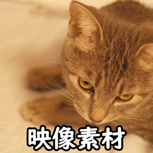 映像 動画素材 猫の映像素材 ねこ ネコ メス 雌 キジトラ Letsshare