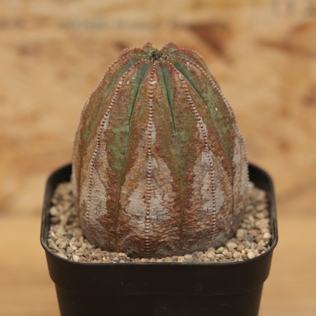 販売済み オベサ 図鑑 オス株 Euphorbia Obesa ユーフォルビア オベサ 木質化 Libaran Plants オベサ 通信販売専門店