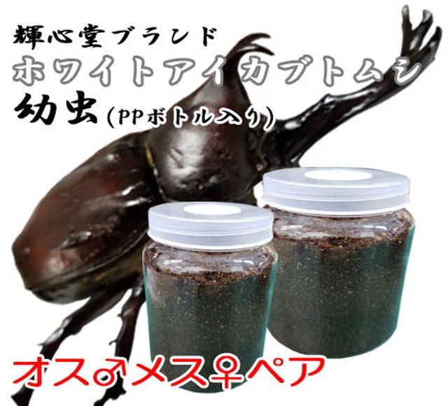 稀少カラーアイ カブトムシ幼虫 ホワイトアイ オスメスペア Ppボトル入り 輝心堂 最高級菌糸瓶販売サイト