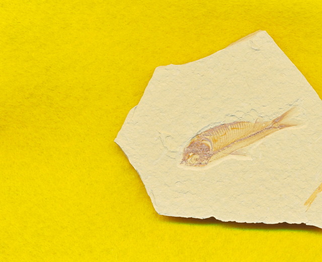 魚の化石 硬骨魚綱ニシン亜目 Fish Fossil Gosiutichys Parvus Yumemirutanuki