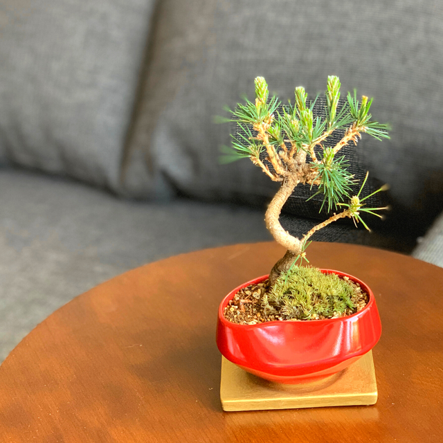 おうちでミニ盆栽 黒松 Mini Bonsai Life