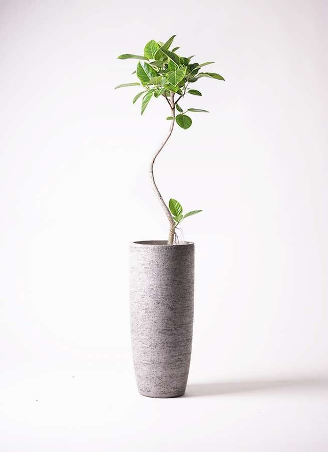 観葉植物 フィカス アルテシーマ 8号 曲り エコストーントールタイプ Gray 付き Garden Elegance ガーデンエレガンス Base店