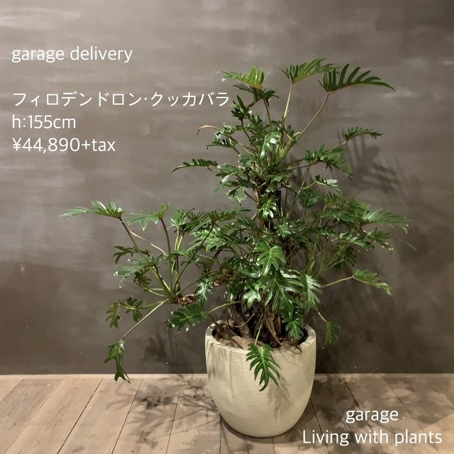 観葉植物 フィロデンドロン クッカバラ Garage Nagoya