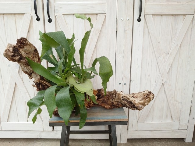 コウモリランの流木植え 寄せ植え屋