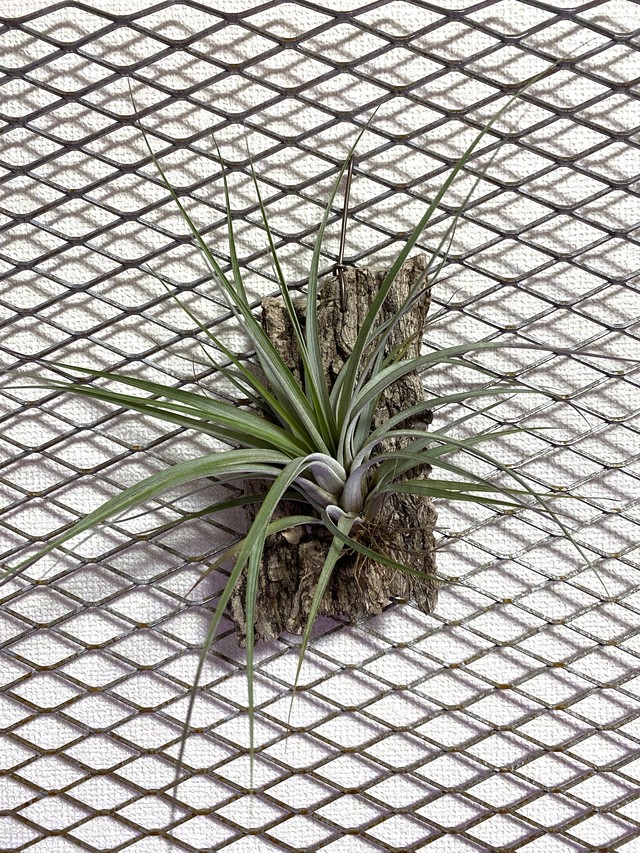 チランジア Tillandsia エアプランツ 観葉植物 板付き Bios Plants