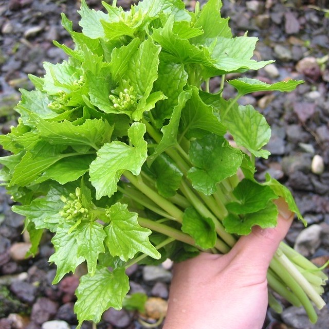 花わさび1 農家の醤油漬レシピ付き 北村わさび