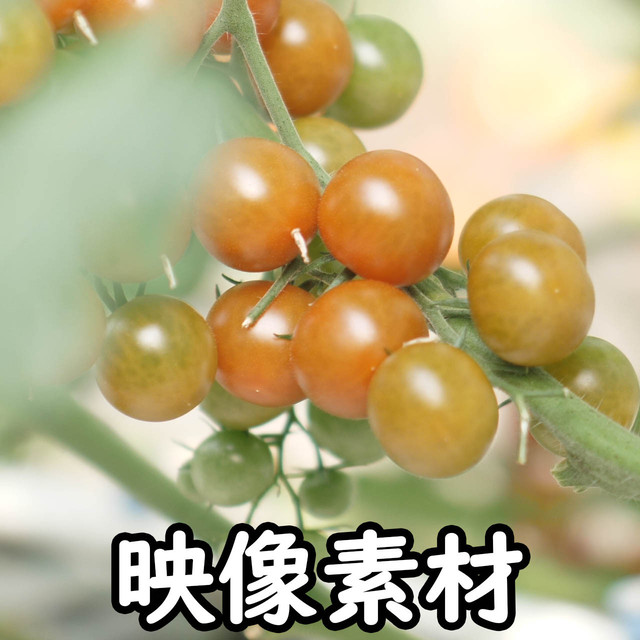 映像 動画素材 新鮮で美味しい日本のトマト ミニトマト プチトマト ハウス栽培 ビニールハウス ハウス栽培 リコピン Letsshare