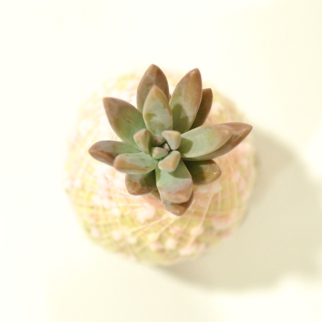 11 土も鉢もいらない小さな植物コロッコ カンキチ工房 Base店