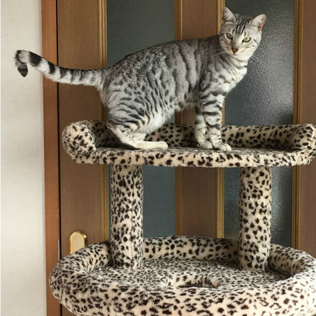 大型猫ちゃん 多頭飼に キャットタワー サーバル Cts 1 Leopardhouse