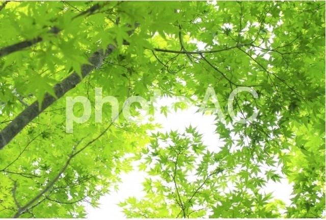 木漏れ日と新緑 無料 Aqua Image Web Shop 高解像度ロイヤリティーフリー写真素材ダウンロードサイト