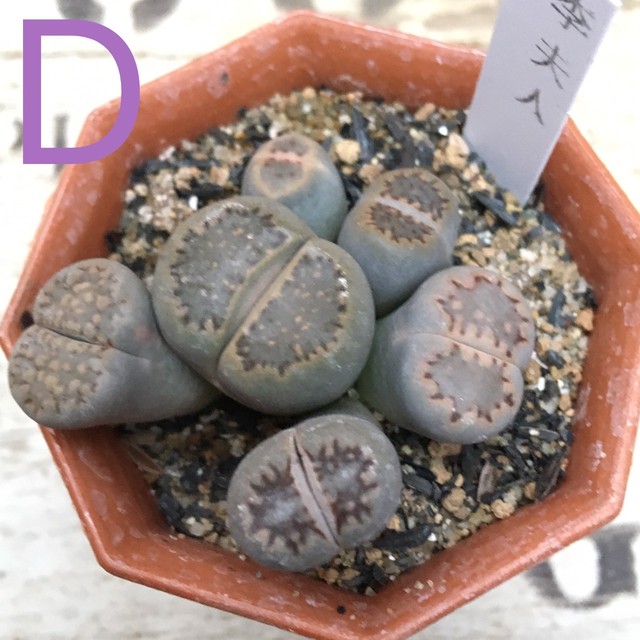 リトープス 巴里玉 花紋玉 紫勲玉 李夫人 Rupo 多肉植物専門店