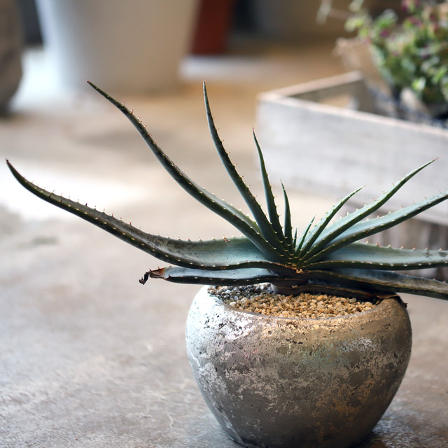 ブックアロエ 奇緑屋 Kimidoriya