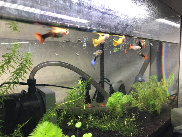 外国産グッピー10匹 熱帯館