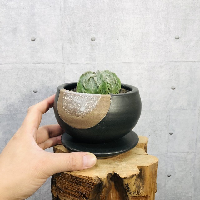 アストロフィツム 複隆ランポー玉 陶器 Hananoyume Law