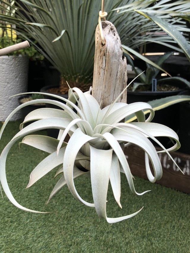 ティランジア キセログラフィカ レッドｍ Tillandsia Xerographica クルール Couleur