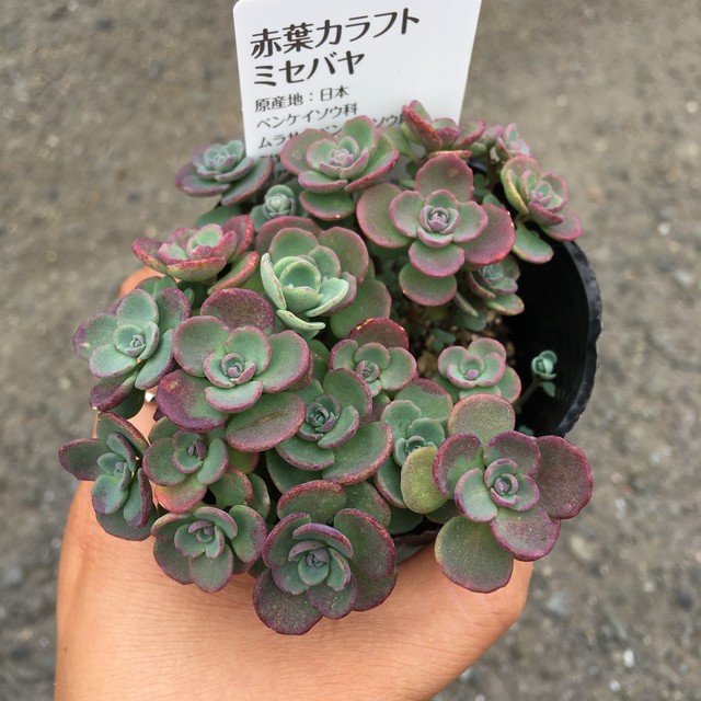 赤葉カラフトミセバヤ Rupo 多肉植物専門店