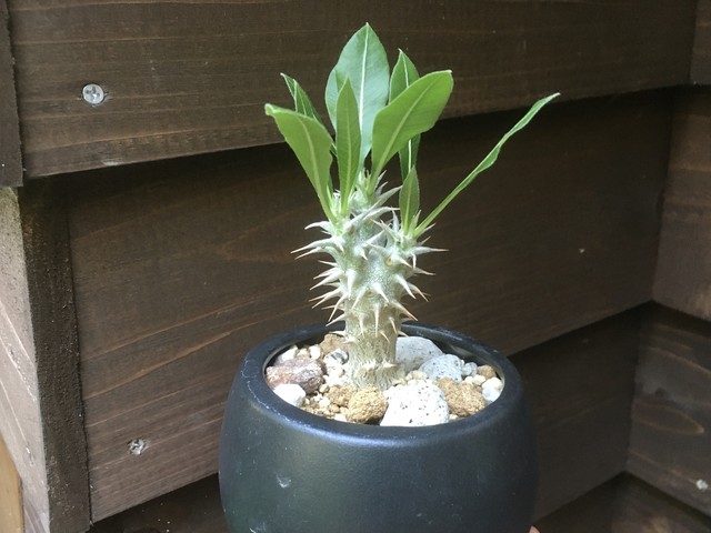 パキポディウム サンデルシー 多肉植物デイジーアンドビー