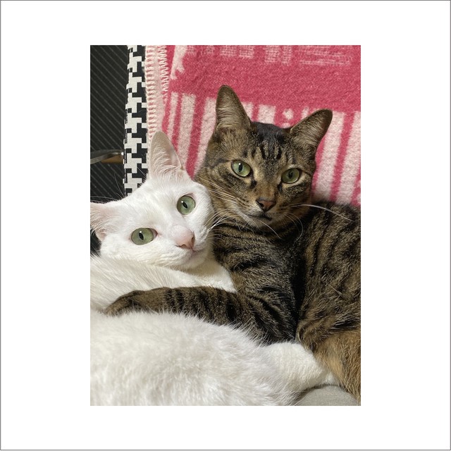 いしいのりえ 保護猫活動グッズ みのチロシ親バカ爆発クリアファイル Kanata On Line Store