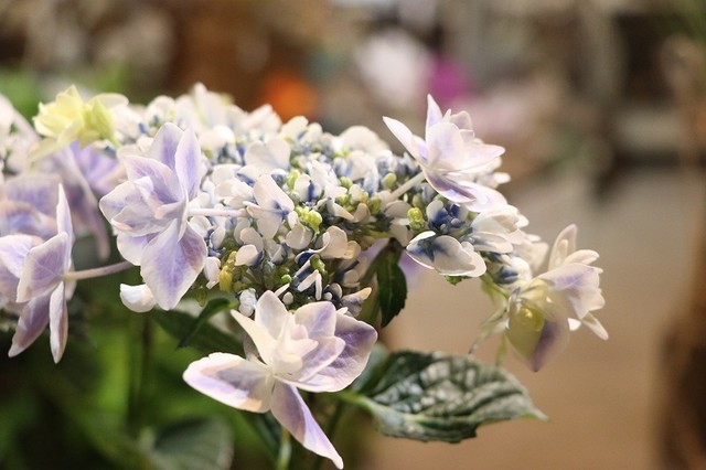 紫陽花 アジサイ 銀河ブルー Gp Yamacho