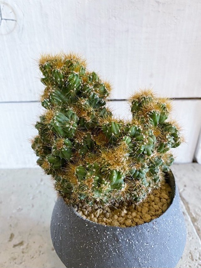 サボテン セレウス 金獅子 陶器鉢入り ３号鉢サイズ Botanical56