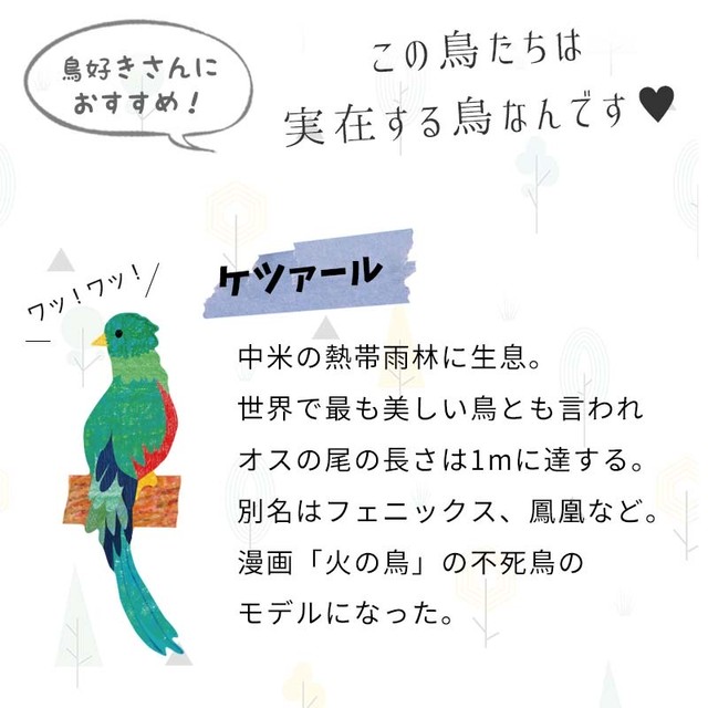 メール便送料無料 ウォールステッカー 飾り 木 ライフイズカラフル 室内 北欧 小鳥 インコ 子供部屋 観葉植物 飾り付け 玄関 かわいい おしゃれ マジックスクウェア ウォールステッカー 飾り かわいい ウォールステッカーのスクウェア