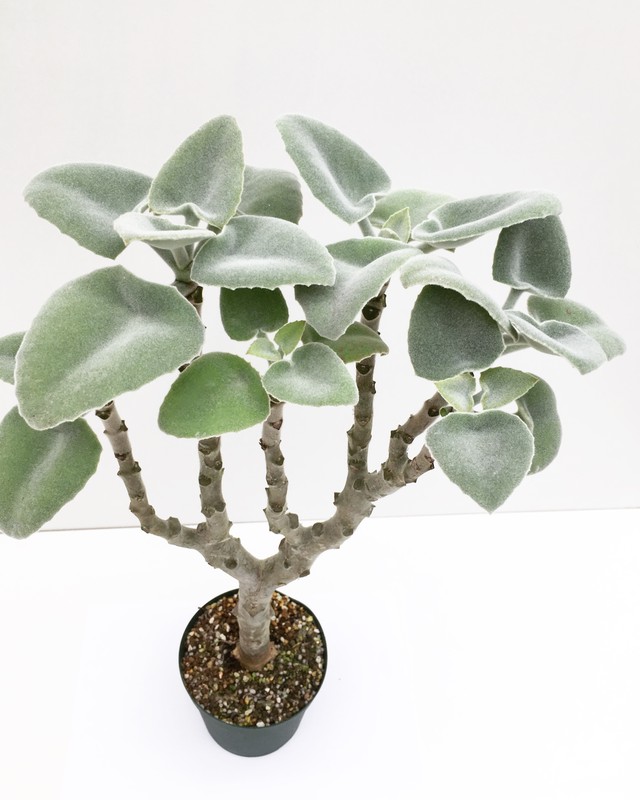 カランコエ 仙女の舞 Kalanchoe Beharensis Ver Latiforia White Spg For Sale