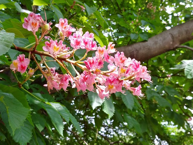 深大寺養蜂園 マロニエの蜂蜜 160g 深大寺養蜂園