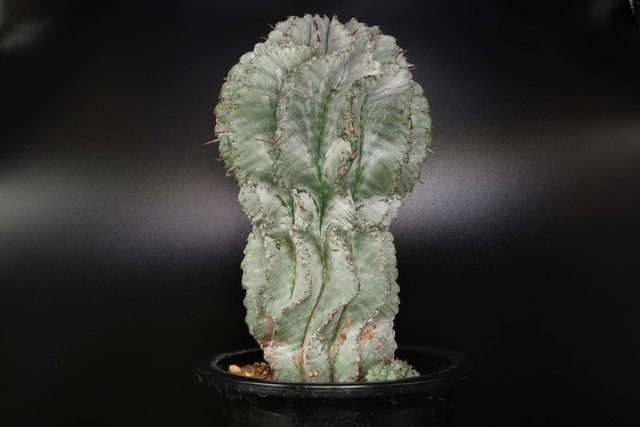 ユーフォルビア ホリダ Euphorbia Horrida ビザールプランツ 観葉植物 Bios Plants