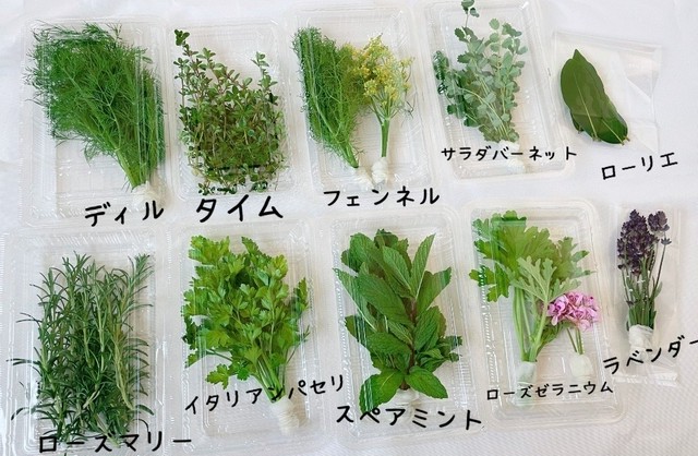 6月末で終了しました 料理用 季節のフレッシュハーブ10セット 古賀ハーブ農園 Borage