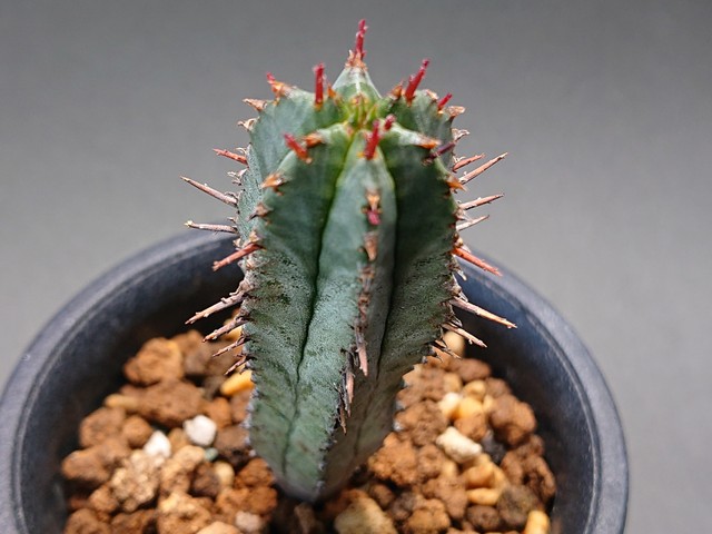 Euphorbia Horrida ユーフォルビア ホリダ サボテンと多肉植物の店 サイベリア