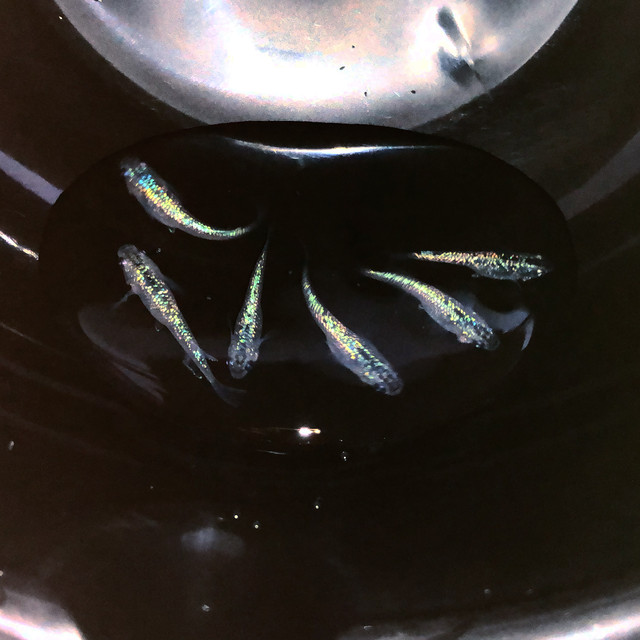 めだか 生体 えぞめだか