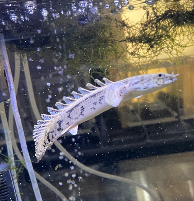 熱帯魚 ポリプテルス エンドリケリー 13 15cm 東京倉庫出荷 熱帯魚専門店 アクアショップ ピラルク本店