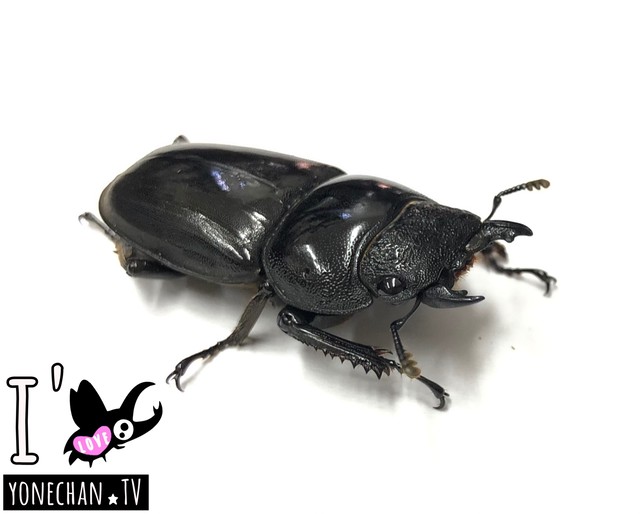 パラワンオオヒラタクワガタ ペア よねちゃんtv