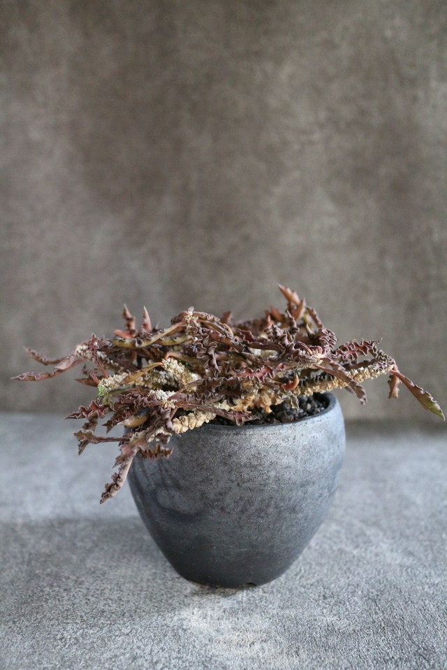 ユーフォルビア デカリー Jujumaru Webshop