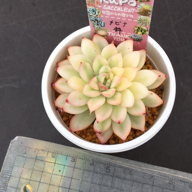 メビナ錦 韓国苗 Rupo 多肉植物専門店