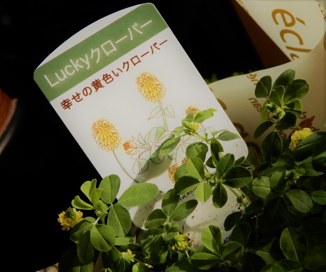 クローバー3種寄せ ブリキプランターセット ホワイト Hanazou