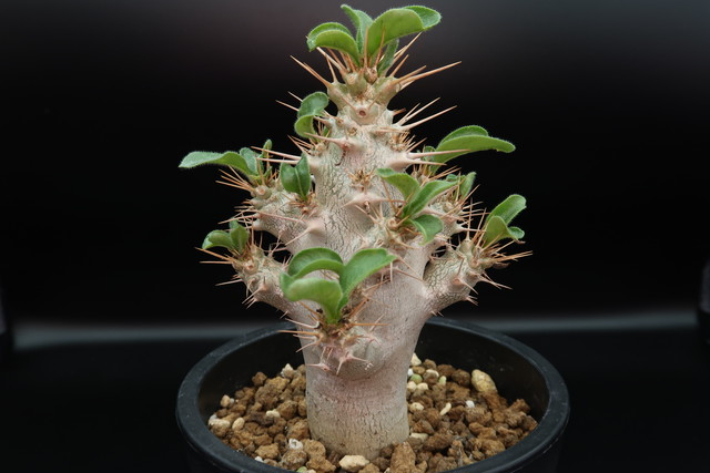 パキポディウム サンデルシー サウンデルシー Pachypodium Saundersii コーデックス 塊根植物 Bios Plants