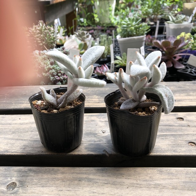 福兎耳 いとうぐりーん カランコエ 多肉植物 Melty Works 多肉植物 と Dulton プランター のお店