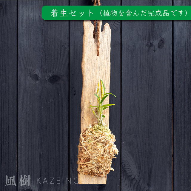 3 セッコク着生セット 壁掛け板 チーク材にセッコク 長生蘭 を着生させました 風樹 Kazenoki エアプランツや着生蘭をオシャレに演出 3 セッコク着生セット 壁掛け板 チーク材にセッコク 長生蘭 を着生させました 風樹 Kazenoki エアプランツや着生蘭をオシャレに演出