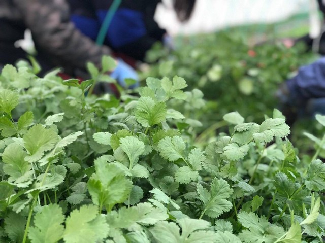 夢想農園のパクチー ５００g Pia21shihoro