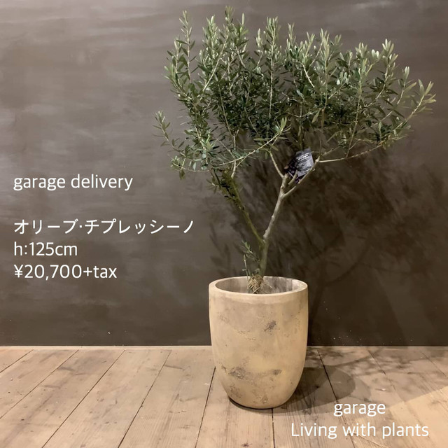 庭木 オリーブ チプレッシーノ Set Garage Nagoya