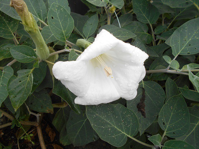 アメリカ朝鮮朝顔の花の写真 写真屋 ６ 植物